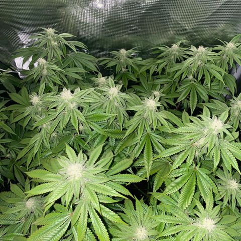 Forbidden Punch  growlog timeline photo