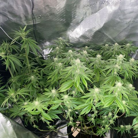 Forbidden Punch  growlog timeline photo