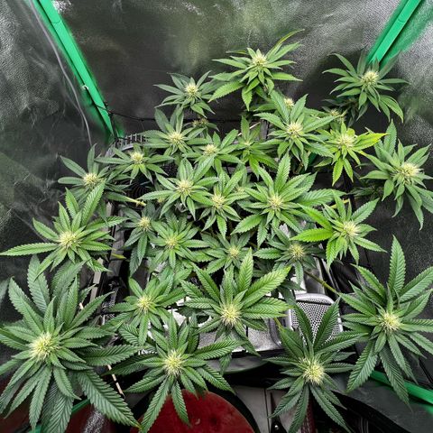 White Widow growlog timeline photo