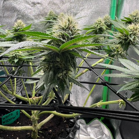 White Widow growlog timeline photo