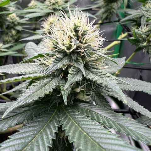 White Widow growlog timeline photo