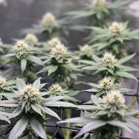 White Widow growlog timeline photo