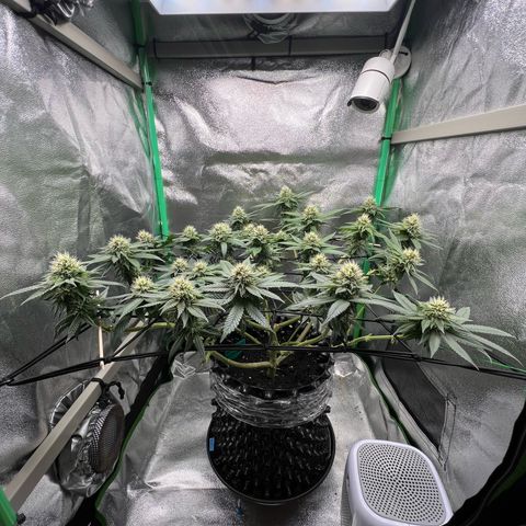 White Widow growlog in Growbox