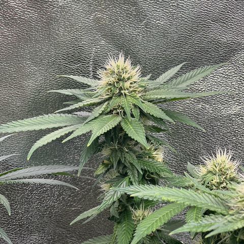 White Widow growlog timeline photo