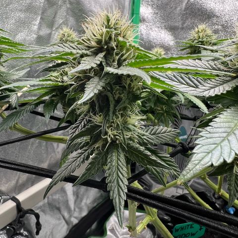 White Widow growlog timeline photo