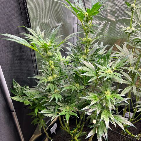 Lemon Orange growlog timeline photo