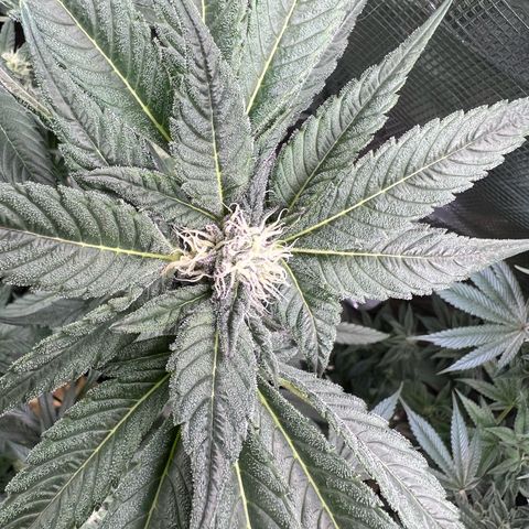 Lemon Orange growlog timeline photo