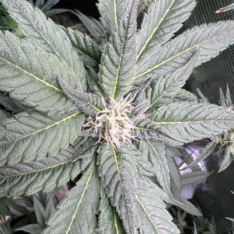 Lemon Orange growlog timeline photo