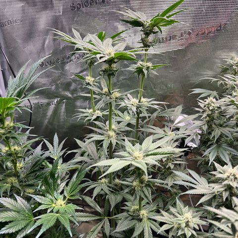 Lemon Orange growlog timeline photo