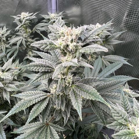 Forbidden Punch  growlog timeline photo