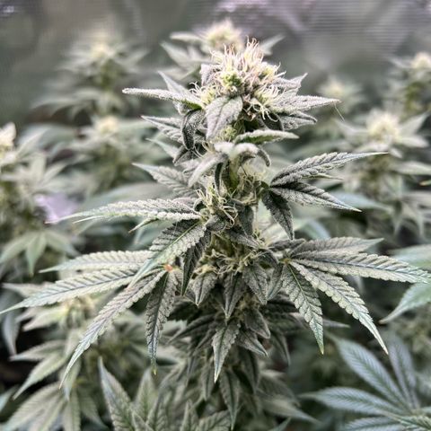 Forbidden Punch  growlog timeline photo