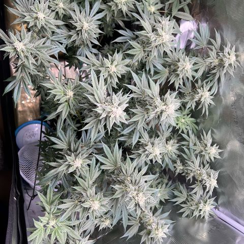 Forbidden Punch  growlog timeline photo