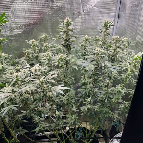 Forbidden Punch  growlog timeline photo