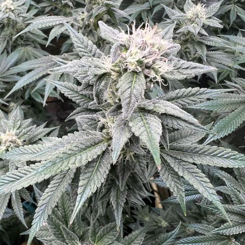 Forbidden Punch  growlog timeline photo