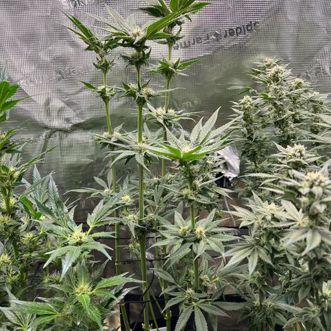 Lemon Orange growlog timeline photo