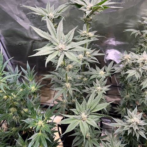 Lemon Orange growlog timeline photo