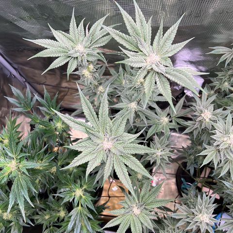 Lemon Orange growlog timeline photo