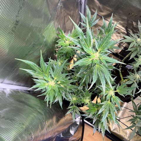 Future Island growlog in Growbox