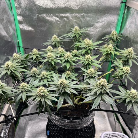 White Widow growlog timeline photo