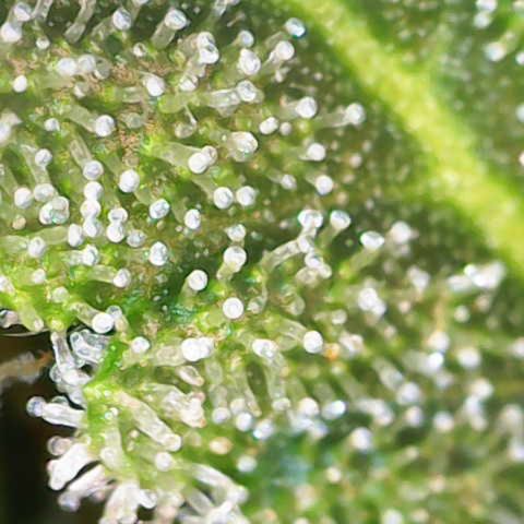White Widow growlog timeline photo