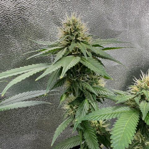 White Widow growlog timeline photo