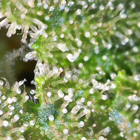 White Widow growlog timeline photo
