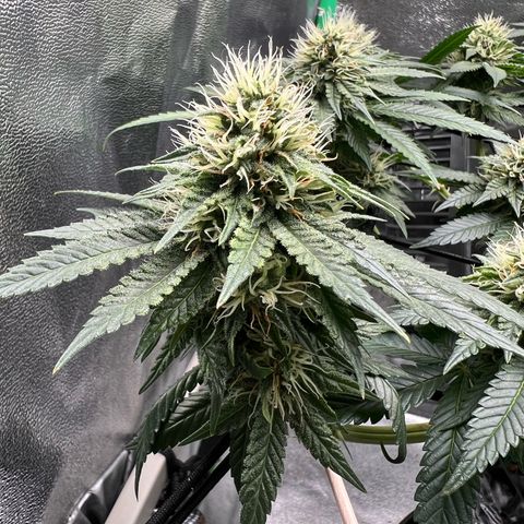 White Widow growlog timeline photo