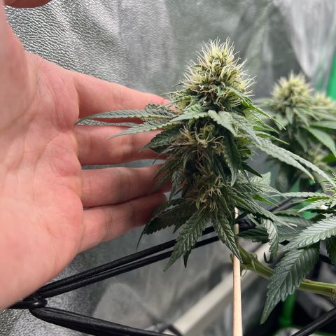 White Widow growlog timeline photo