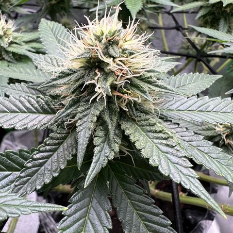 White Widow growlog timeline photo