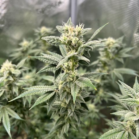 Forbidden Punch  growlog timeline photo