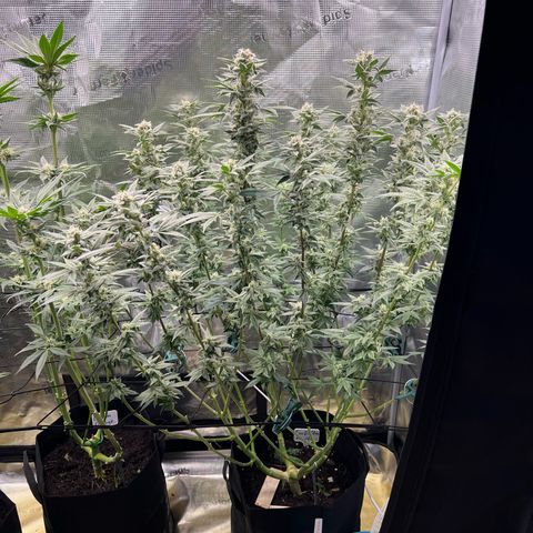 Forbidden Punch  growlog timeline photo