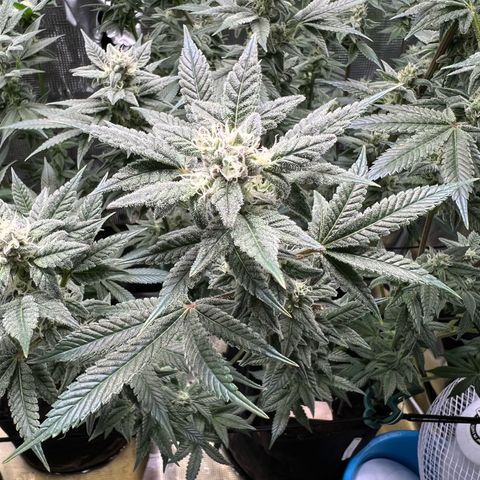 Forbidden Punch  growlog timeline photo