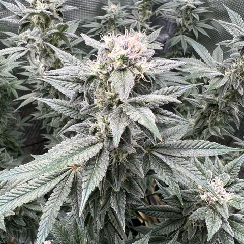 Forbidden Punch  growlog timeline photo