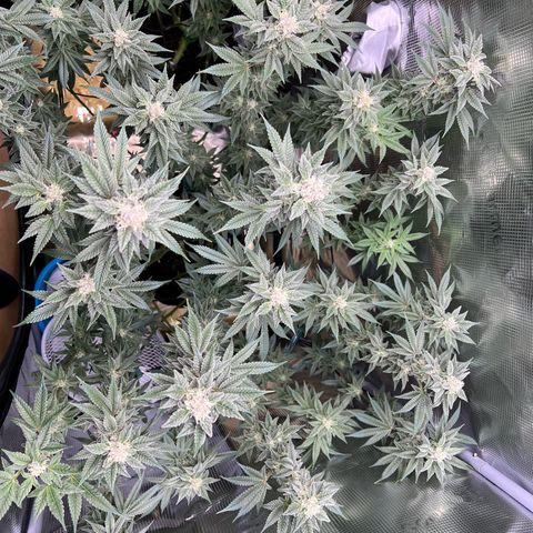 Forbidden Punch  growlog timeline photo
