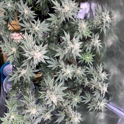 Forbidden Punch  growlog timeline photo