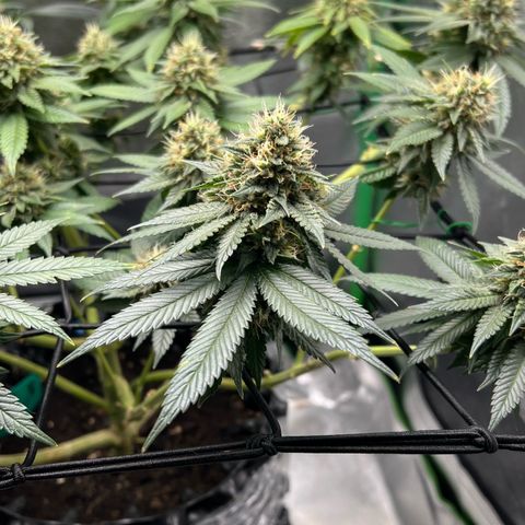 White Widow growlog timeline photo