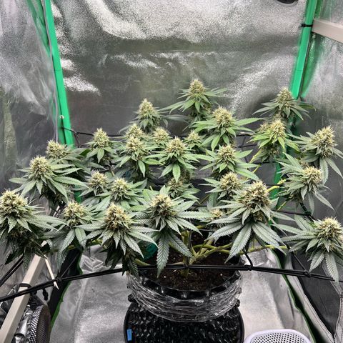 White Widow growlog timeline photo