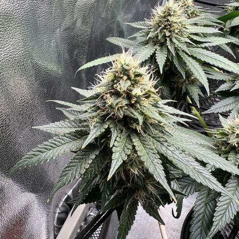 White Widow growlog timeline photo
