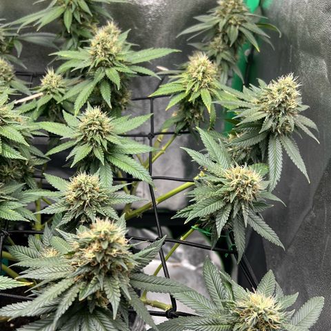White Widow growlog timeline photo