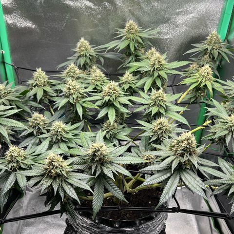 White Widow growlog timeline photo