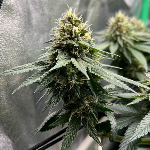 White Widow growlog timeline photo