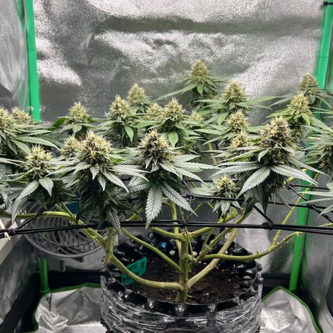 White Widow growlog timeline photo