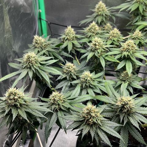 White Widow growlog timeline photo