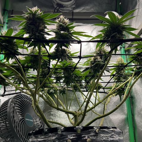 White Widow growlog timeline photo