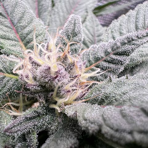 Lemon Orange growlog timeline photo