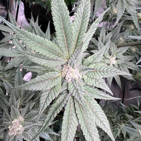 Lemon Orange growlog timeline photo