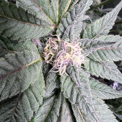 Lemon Orange growlog timeline photo