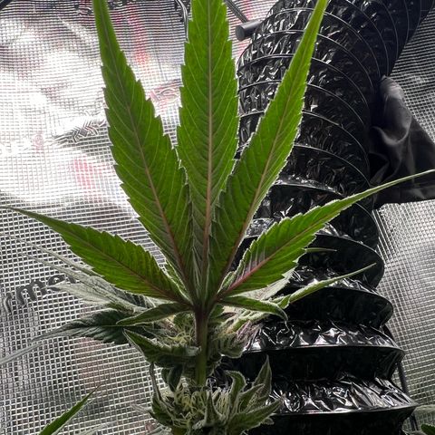 Lemon Orange growlog timeline photo