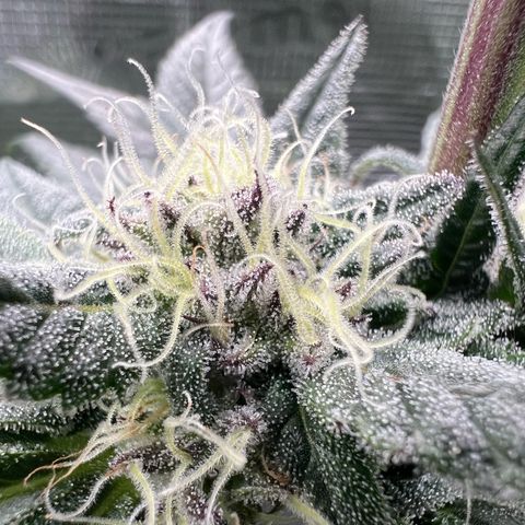Lemon Orange growlog timeline photo