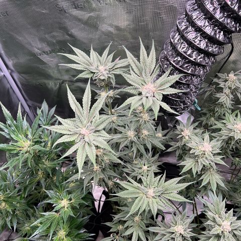 Lemon Orange growlog timeline photo
